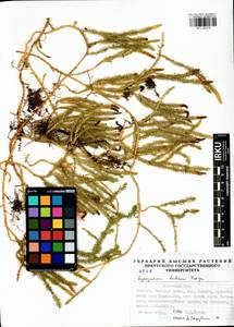 Spinulum annotinum subsp. alpestre (Hartm.) Uotila, Сибирь, Прибайкалье и Забайкалье (S4) (Россия)