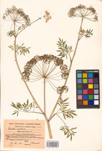 Вех ядовитый, Цикута L., Восточная Европа, Московская область и Москва (E4a) (Россия)