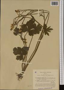 Ranunculus velutinus Ten., Западная Европа (EUR) (Италия)