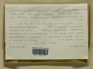 Pohlia vexans (Limpr.) H. Lindb., Гербарий мохообразных, Мхи - Архангельская и Вологодская области, Коми, Ненецкий АО (B7) (Россия)