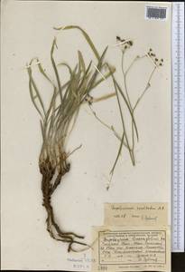 Володушка высокая M.Bieb., Средняя Азия и Казахстан, Западный Тянь-Шань и Каратау (M3) (Казахстан)