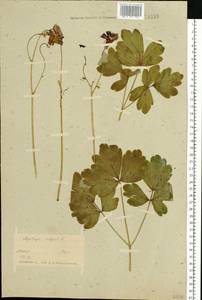 Водосбор обыкновенный L., Восточная Европа, Белоруссия (E3a) (Белоруссия)