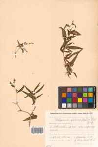 Кенигия аянская (Regel & Tiling) J.H.Xue, Chepinoga & K.P.Ma, Сибирь, Чукотка и Камчатка (S7) (Россия)