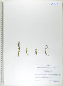 Сальвиния плавающая (L.) All., Сибирь, Дальний Восток (S6) (Россия)