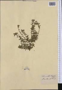 Пахучка полевая, Щебрушка полевая (L.) Kuntze, Западная Европа (EUR)