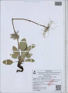 Pulsatilla integrifolia (Miyabe & Tatewaki) Tatewaki& Okwi ex Vorosh., Сибирь, Дальний Восток (S6) (Россия)