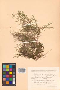 Boreoselaginella borealis (Kaulf.) Li Bing Zhang & X. M. Zhou, Сибирь, Дальний Восток (S6) (Россия)