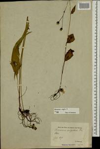 Hieracium lachenalii subsp. cruentifolium (Dahlst. & Lübeck ex Dahlst.) Zahn, Восточная Европа, Эстония (E2c) (Эстония)