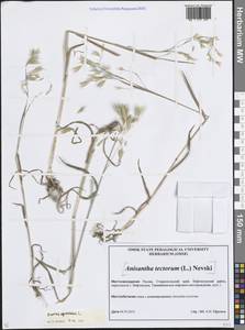 Костер растопыренный L., Кавказ, Ставропольский край, Карачаево-Черкесия, Кабардино-Балкария (K1b) (Россия)