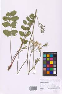 Бедренец камнеломковый, Бедренец-камнеломка L., Восточная Европа, Северо-Западный район (E2) (Россия)