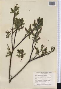 Salix myrtillifolia Anderss., Америка (AMER) (Канада)