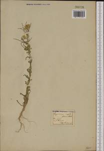 Erysimum crepidifolium Rchb., Западная Европа (EUR)