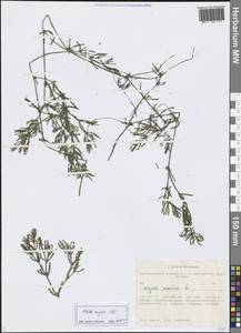 Наяда большая All., Сибирь, Алтай и Саяны (S2) (Россия)