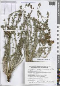 Corydalis pseudoadunca Popov, Средняя Азия и Казахстан, Западный Тянь-Шань и Каратау (M3) (Киргизия)