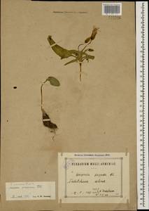 Scorzonera paradoxa Fisch. & C. A. Mey., Кавказ, Азербайджан (K6) (Азербайджан)