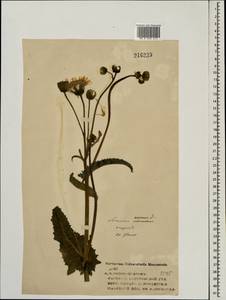 Осот полевой L., Восточная Европа, Центральный лесной район (E5) (Россия)