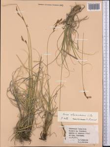 Carex haematostoma Nees, Средняя Азия и Казахстан, Северный и Центральный Тянь-Шань (M4) (Киргизия)