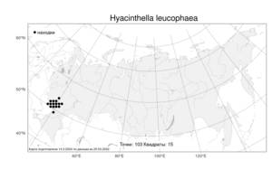 Hyacinthella leucophaea, Гиацинтик бледно-голубой (K.Koch) Schur, Атлас флоры России (FLORUS) (Россия)