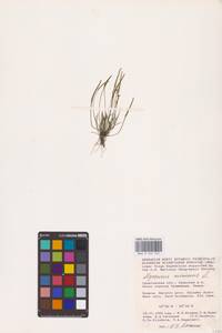 Мышехвостник маленький L., Восточная Европа, Нижневолжский район (E9) (Россия)