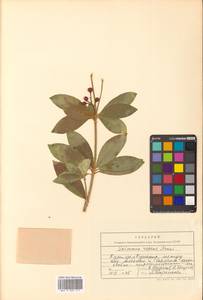 Скиммия промежуточная Komatsu, Сибирь, Дальний Восток (S6) (Россия)