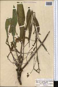 Lindelofia anchusoides subsp. anchusoides, Средняя Азия и Казахстан, Памир и Памиро-Алай (M2) (Киргизия)