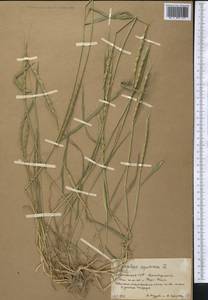 Эгилопс трехдюймовый L., Средняя Азия и Казахстан, Копетдаг, Бадхыз, Малый и Большой Балхан (M1) (Туркмения)