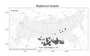 Bupleurum bicaule, Володушка двустебельная Helm, Атлас флоры России (FLORUS) (Россия)