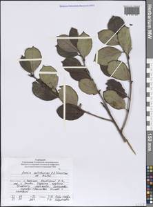 Sorbaronia ×arsenii (Britton & Arsène) G. N. Jones, Сибирь, Дальний Восток (S6) (Россия)