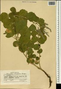 Cullen drupaceum (Bunge)C.H.Stirt., Зарубежная Азия (ASIA) (Афганистан)