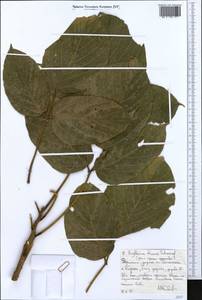 Erythrina brucei Schweinf., Африка (AFR) (Эфиопия)
