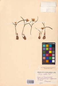 Тюльпан двуцветковый Pall., Восточная Европа, Нижневолжский район (E9) (Россия)