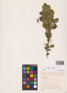 Барбарис обыкновенный L., Восточная Европа, Нижневолжский район (E9) (Россия)