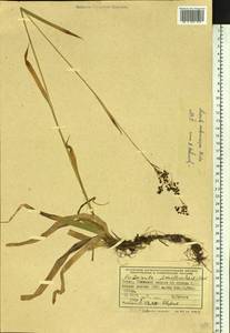 Luzula parviflora subsp. melanocarpa (Michx.) Hämet-Ahti, Сибирь, Алтай и Саяны (S2) (Россия)