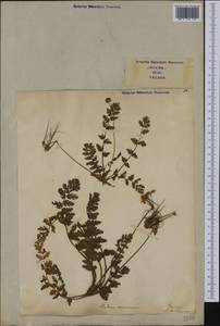 Erodium acaule (L.) Becherer & Thell., Западная Европа (EUR) (Италия)