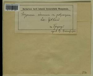 Drepanocladus aduncus (Hedw.) Warnst., Гербарий мохообразных, Мхи - Прибалтика (B1) (Неизвестно)
