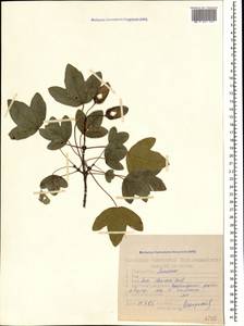 Клен грузинский (Willd.) Yalt., Кавказ, Азербайджан (K6) (Азербайджан)
