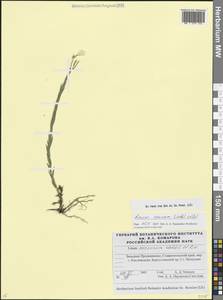 Лен жилковатый Waldst. & Kit., Кавказ, Ставропольский край, Карачаево-Черкесия, Кабардино-Балкария (K1b) (Россия)