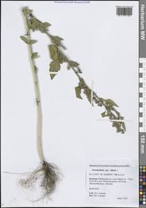 Марь белая L., Сибирь, Прибайкалье и Забайкалье (S4) (Россия)