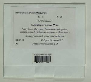 Grimmia plagiopodia Hedw., Гербарий мохообразных, Мхи - Северный Кавказ и Предкавказье (B12) (Россия)