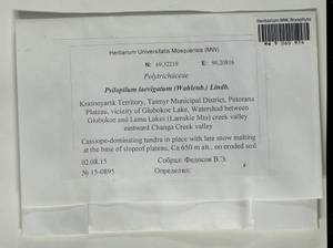 Psilopilum laevigatum (Wahlenb.) Lindb., Гербарий мохообразных, Мхи - Красноярский край, Тыва и Хакасия (B17) (Россия)