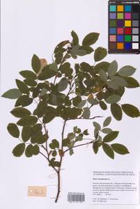 Шиповник майский Herrm., Восточная Европа, Московская область и Москва (E4a) (Россия)