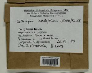Calliergon cordifolium (Hedw.) Kindb., Гербарий мохообразных, Мхи - Архангельская и Вологодская области, Коми, Ненецкий АО (B7) (Россия)