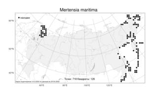 Mertensia maritima, Мертензия морская, Мертензия приморская (L.) Gray, Атлас флоры России (FLORUS) (Россия)