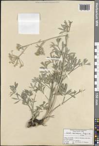 Seseli resinosum Freyn & Sint., Зарубежная Азия (ASIA) (Турция)