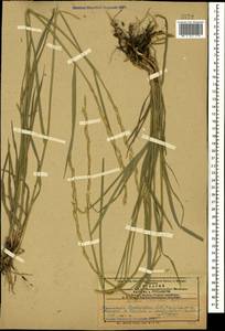 Пырей промежуточный (Host) Barkworth & D.R.Dewey, Кавказ, Азербайджан (K6) (Азербайджан)