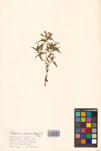 Кенигия аянская (Regel & Tiling) J.H.Xue, Chepinoga & K.P.Ma, Сибирь, Дальний Восток (S6) (Россия)