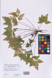 Герань Роберта L., Восточная Европа, Московская область и Москва (E4a) (Россия)