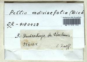 Apopellia endiviifolia (Dicks.) Nebel & D. Quandt, Гербарий мохообразных, Мхи - Западная Европа (BEu) (Германия)
