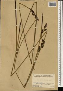 Lepidosperma chinense Nees & Meyen ex Kunth, Зарубежная Азия (ASIA) (КНР)