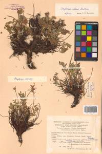 Oxytropis adamsiana subsp. erecta (Kom.) Kuvaev, Сибирь, Чукотка и Камчатка (S7) (Россия)